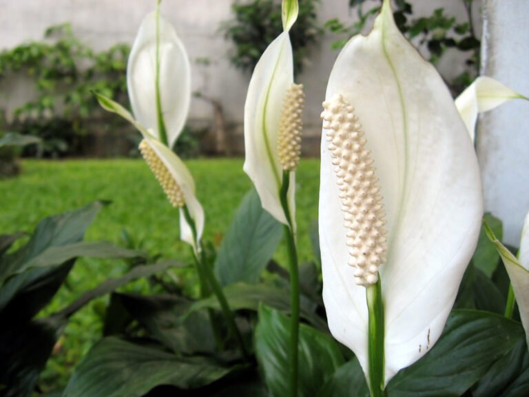 INCREASE FLOWERING IN PEACE LILY