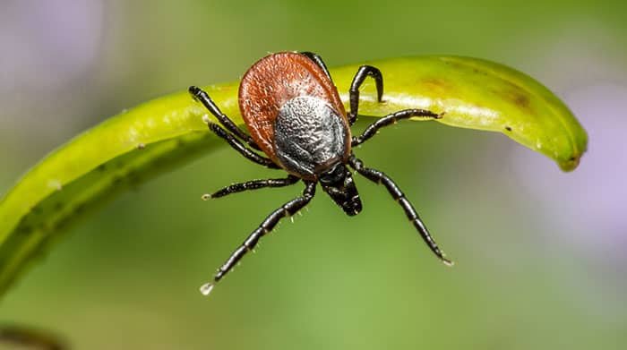 Plants that repel ticks naturally