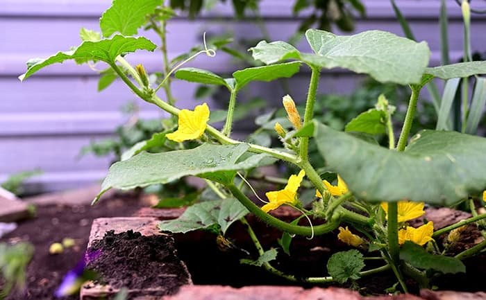 Vining Plants like cucumbers