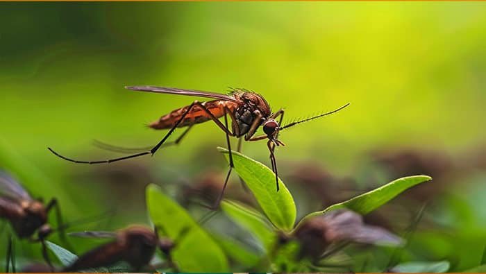 avoid mosquito bites in garden