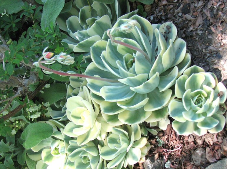 Care Of Carousel Plant
