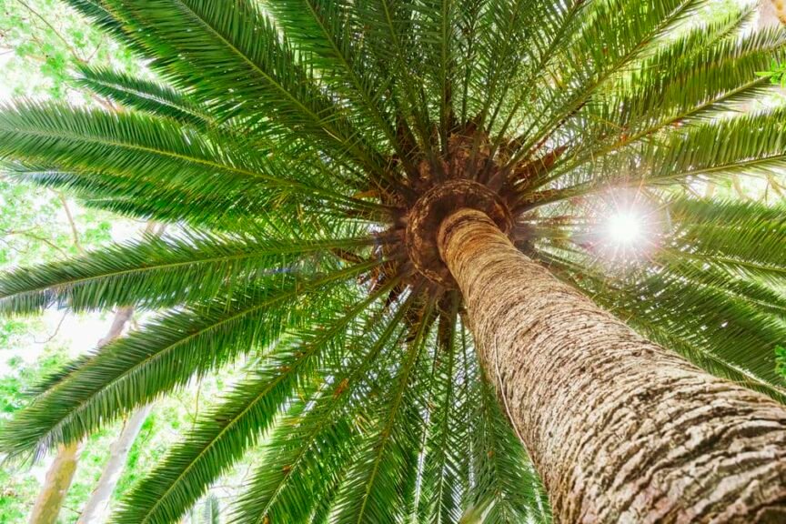 Date Palm tree highly drought tolerant fruit tree