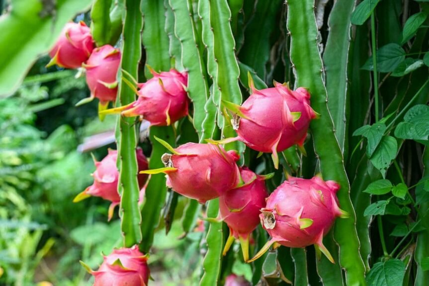 Dragon Fruit Plant drought resistant succulent