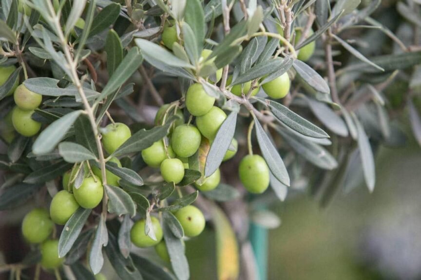 Olive Tree Drought resistant tree
