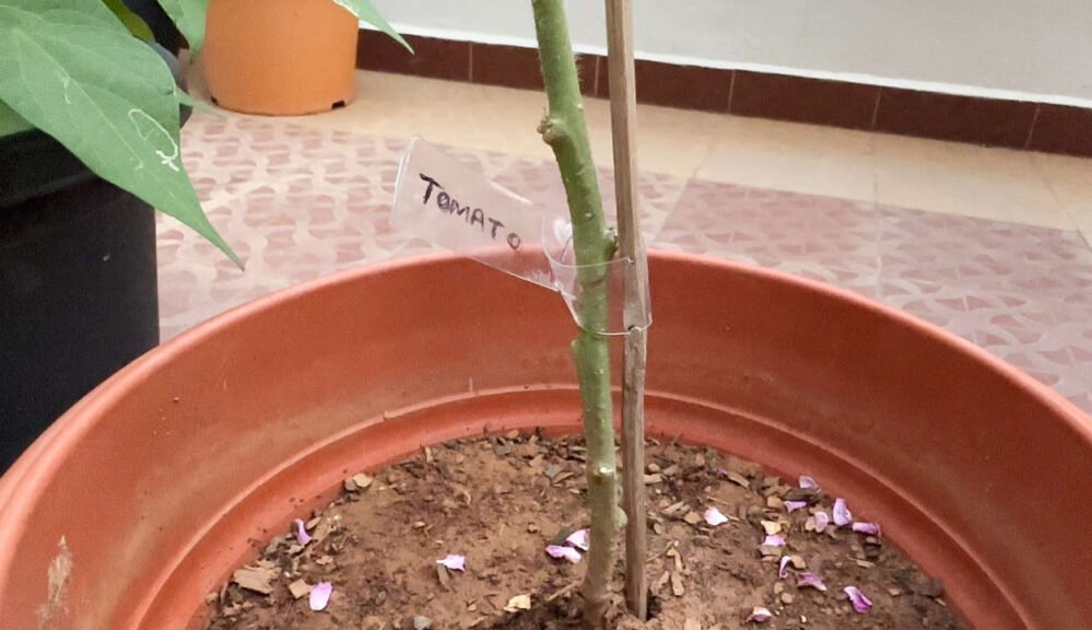 DIY Plant Support Clips from Recycled Bottles